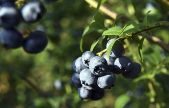 Collect and pick blueberries, bilberries (Vaccinium myrtillus)