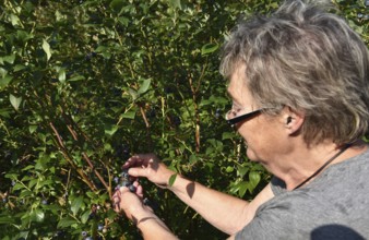 Woman collecting blueberries, bilberries, (Vaccinium myrtillus)