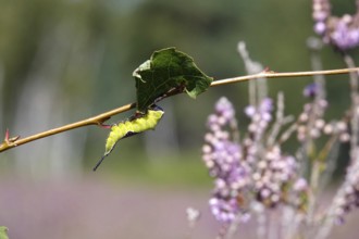 Fork-tailed Caterpillar, August, Saxony, Germany