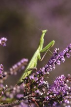 Praying mantis, August, Saxony, Germany
