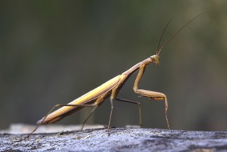 Praying mantis, August, Saxony, Germany