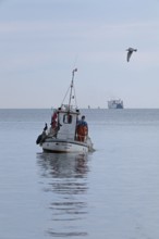 Fishing boat off Falckenstein beach, seagull, ferry, Kiel Fjord, Kiel, Schleswig-Holstein, Germany