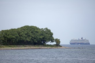 Trees, forest, cruise ship Mein Schiff 7, Kiel Fjord, Strande, Schleswig-Holstein, Germany