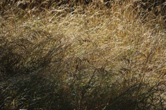 Wild meadow in summer, Germany