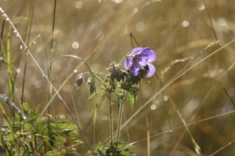 Meadow cranesbill, July, Germany