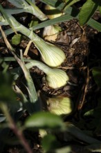 Growing onions in the garden, July, Germany