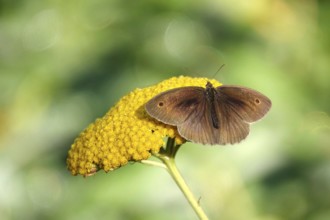 Meadow Brown on a plant in the garden, July, Germany