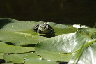 Frog on a water lily leaf, July, Germany