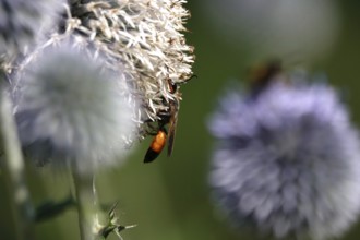 Grasshopper sand wasp, July, Germany