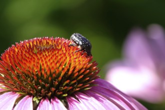 Weeping rose beetle (Oxythyrea funesta) on a coneflower, July, Germany