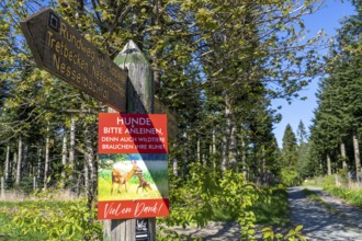 Sign in a wooded area near Altastenberg in the Sauerland, dogs must be kept on a lead, to protect