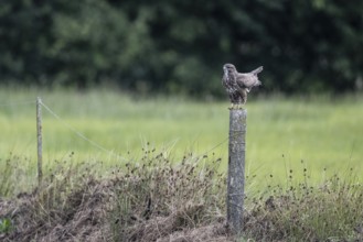 Common buzzard (Buteo buteo), Emsland, Lower Saxony, Germany