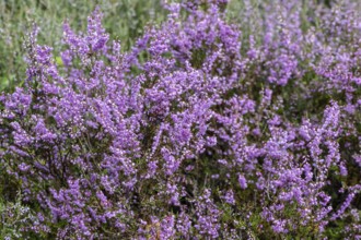 Heather (Calluna vulgaris), Emsland, Lower Saxony, Germany