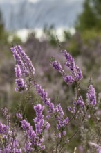 Heather (Calluna vulgaris), Emsland, Lower Saxony, Germany