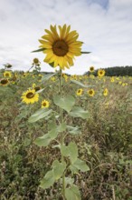 Sunflowers (Helianthus annuus), Emsland, Lower Saxony, Germany