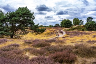 Westruper Heide, in the Hohe Mark Westmünsterland nature park Park, near Haltern am See, heather