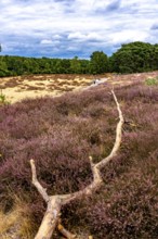 Westruper Heide, in the Hohe Mark Westmünsterland nature park Park, near Haltern am See, heather