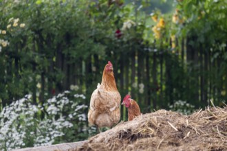 Domestic fowl (Gallus gallus domesticus), dung heap, North Rhine-Westphalia, Germany