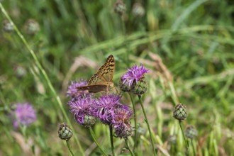 Pearl-bordered Fritillary, occasionally also Pearl-bordered Fritillary (Argynnini), Provence,
