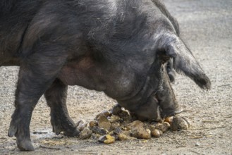 Gascon pig feeding, Alsace, France
