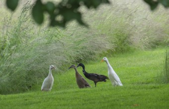 Runner ducks, Münsterland, North Rhine-Westphalia, Germany