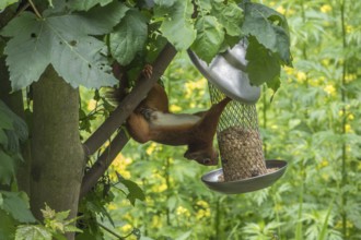 Squirrel (Sciurus vulgaris) at a bird feeder, Münsterland, North Rhine-Westphalia, Germany