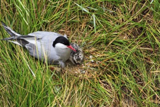 Arctic Arctic Tern (Sterna paradisaea), with chicks in the nest, Tönning, Wadden Sea National Park,