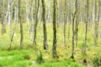 Birch quarry forest in a moor in autumn, double exposure with picturesque effect, Müritz National