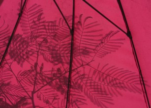 Red parasol with shade cast by a silk tree (Albizia julibrissin), Bavaria, Germany