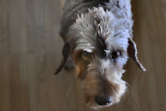 Portrait of a rough-haired dachshund (Canis lupus familiaris), Baden-Württemberg, Germany
