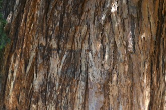 Bark of a sequoia tree (Sequoioideae), Offenburg. Baden-Württemberg, Germany
