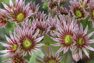 Flowering roof houseleek (Sempervivum tectorum), Baden-Württemberg, Germany