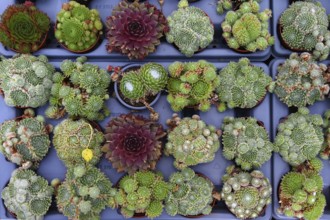 Various species of houseleeks (Sempervivum) in a nursery, Baden-Württemberg, Germany
