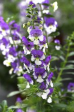 Flower of Angelonia (Angelonia angustifolia), Bavaria, Germany