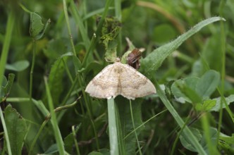Yellow Shell moth (Camptogramma bilineata), Macro, Grass, Germany, The moth sits with spread wings