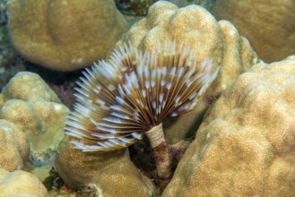 Underwater photo of Indian Feather Duster Worm (Sabellastarte spectabilis) extending tentacles