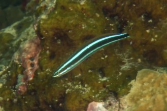 Underwater photo Close-up of blue-striped sabre-toothed blenny (Plagiotremus rhinorhynchos)