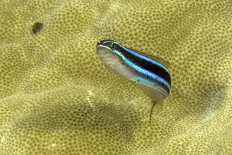 Underwater photo Close-up of blue-striped sabre-toothed blenny (Plagiotremus rhinorhynchos)