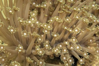 Underwater photo of sunshine coral (Goniopora djiboutiensis) Sunshine coral stretches out polyps