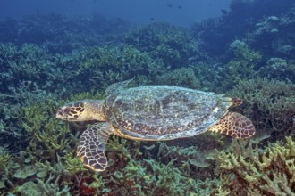 Underwater photo of Hawksbill sea turtle (Eretmochelys imbricata) swimming through tropical coral