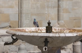 Pigeon on the edge of a fountain, Arezzo, Tuscany, Italy