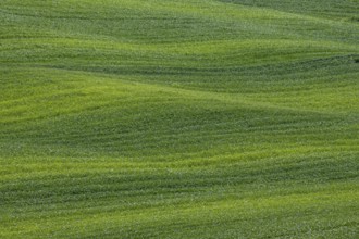 Green hilly landscape with gentle waves of grass conveys peace and harmony, Tuscany, Italy