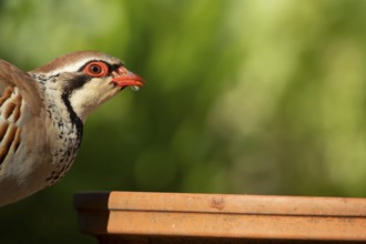 Red legged partridge (Alectoris rufa) adult game bird drinking from a garden plant saucer, England,