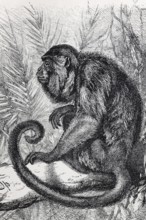 Brown howler monkey, Araguato (Allobata ursínua, Myrcetes Ursinus), steel engraving, Brockhaus from