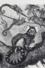 White-tufted monkey (Hapale jacchus), steel engraving, Brockhaus from 1908, Germany