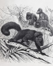Satan monkey or black saki (Chiropotes satanas), steel engraving, Brockhaus from 1908, Germany