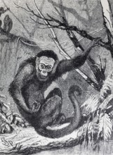 Capuchin monkey (Cebus capucinus), steel engraving, Brockhaus from 1908, Germany