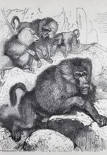 Mantled baboon (Papio hamadryas), steel engraving, Brockhaus from 1908, Germany