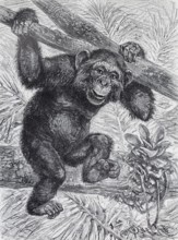 Chimpanzee (Pan troglodytes) steel engraving, Brockhaus from 1908, Germany