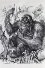 Orangutan (Pongo), steel engraving, Brockhaus from 1908, Germany